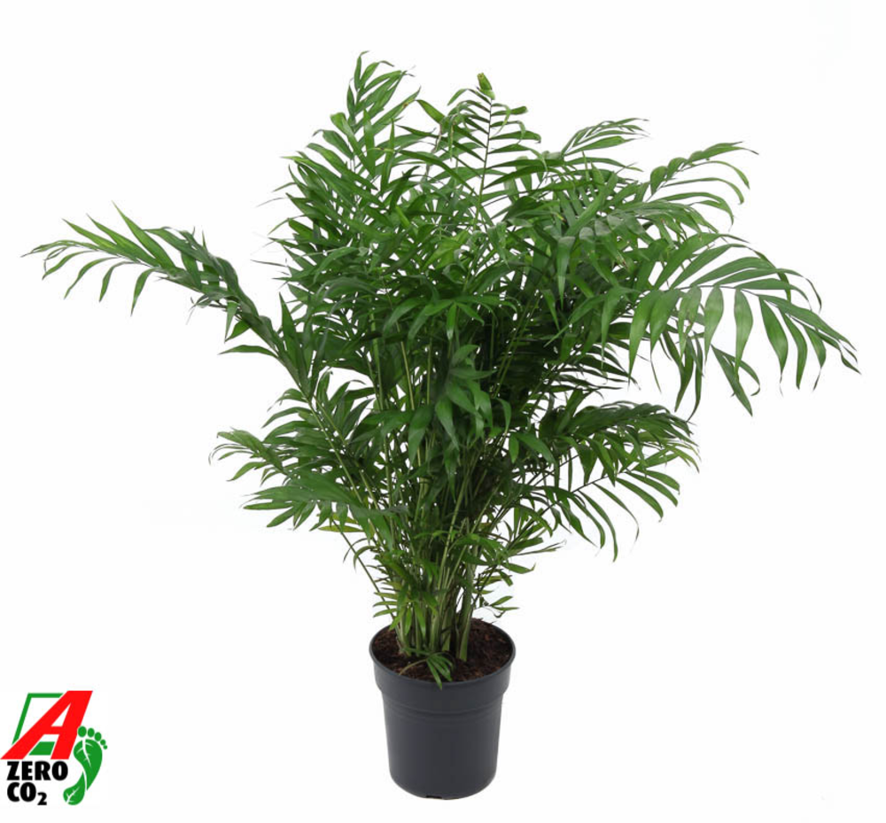 Chamaedorea Elegans P21.