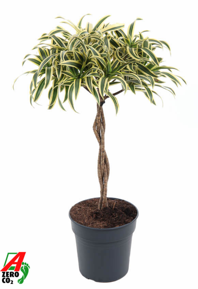 Dracaena Song Of India gevlochten stam P24.