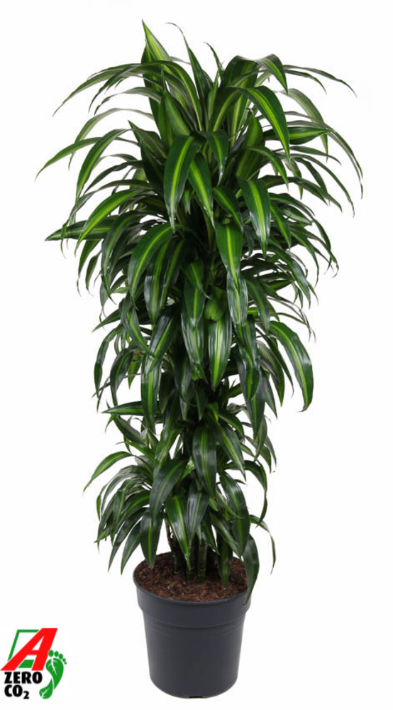 Dracaena Hawaiiana vertakt P31.