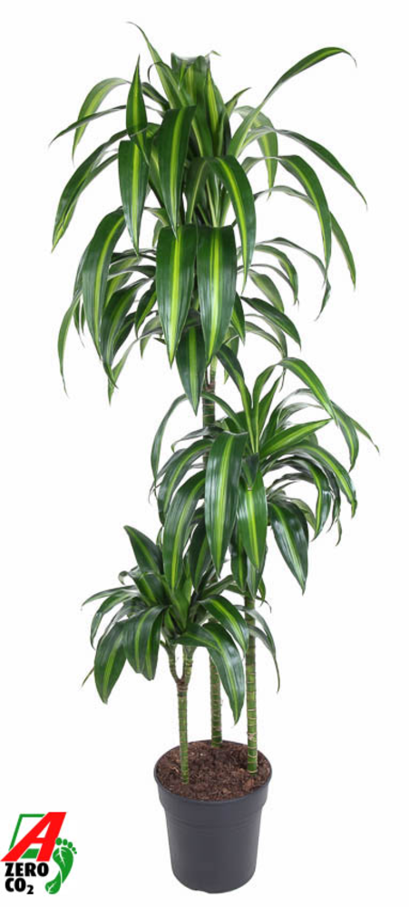 Dracaena Hawaiiana 90-60-30.