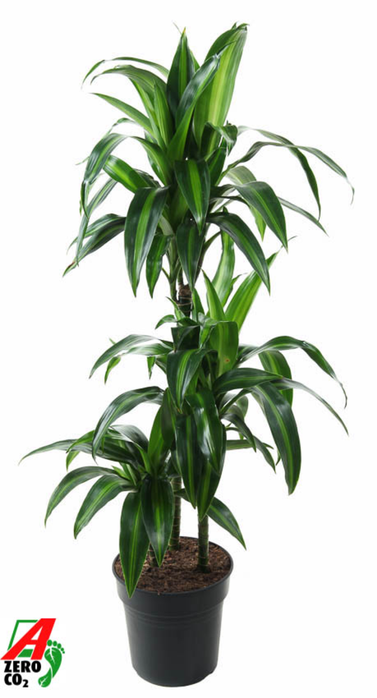 Dracaena Hawaiiana 60-30-15.