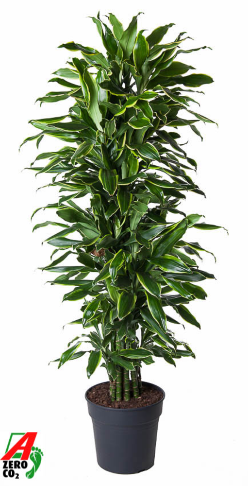 Dracaena Gold Coast vertakt P31.
