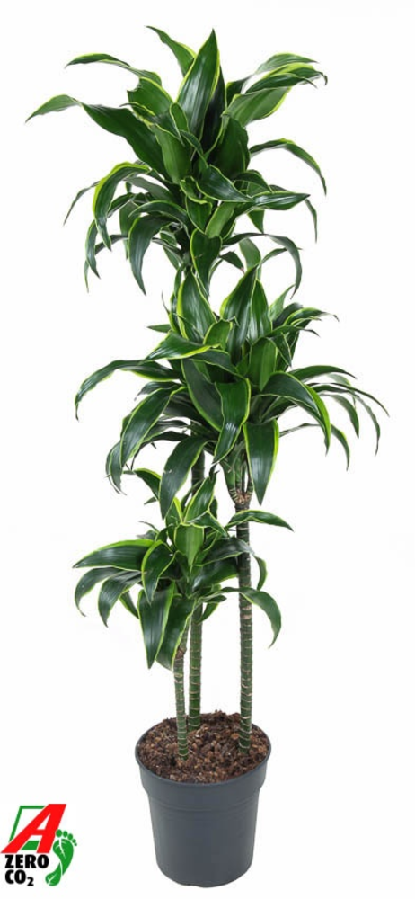 Dracaena Dorado 90-60-30.