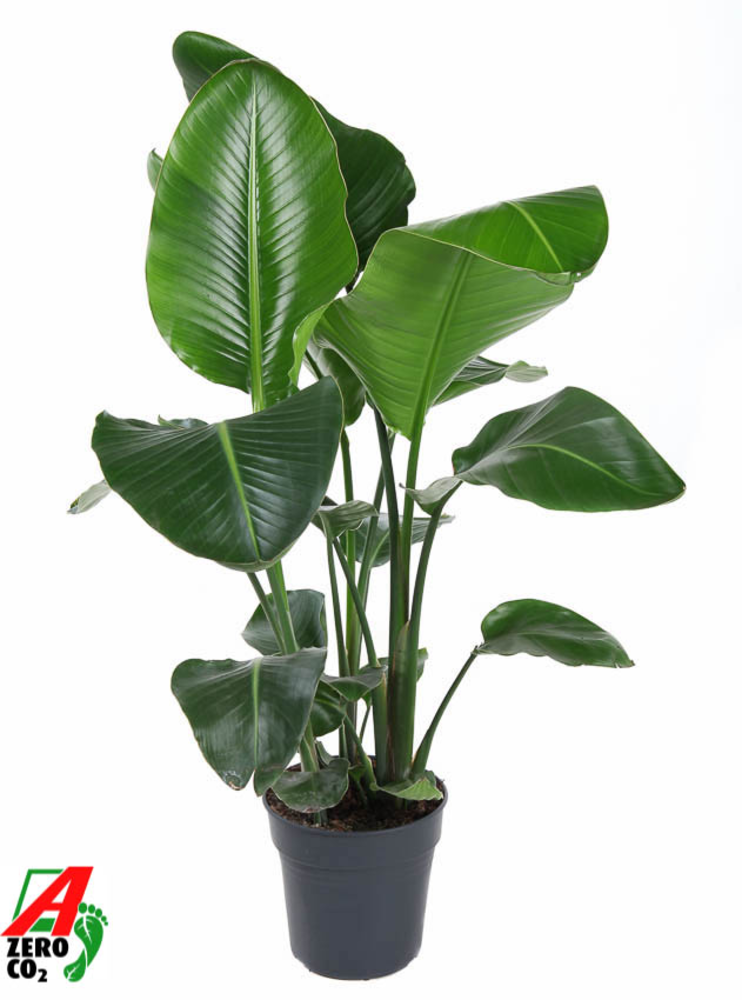 Strelitzia Nicolai P24(zonder bloem).