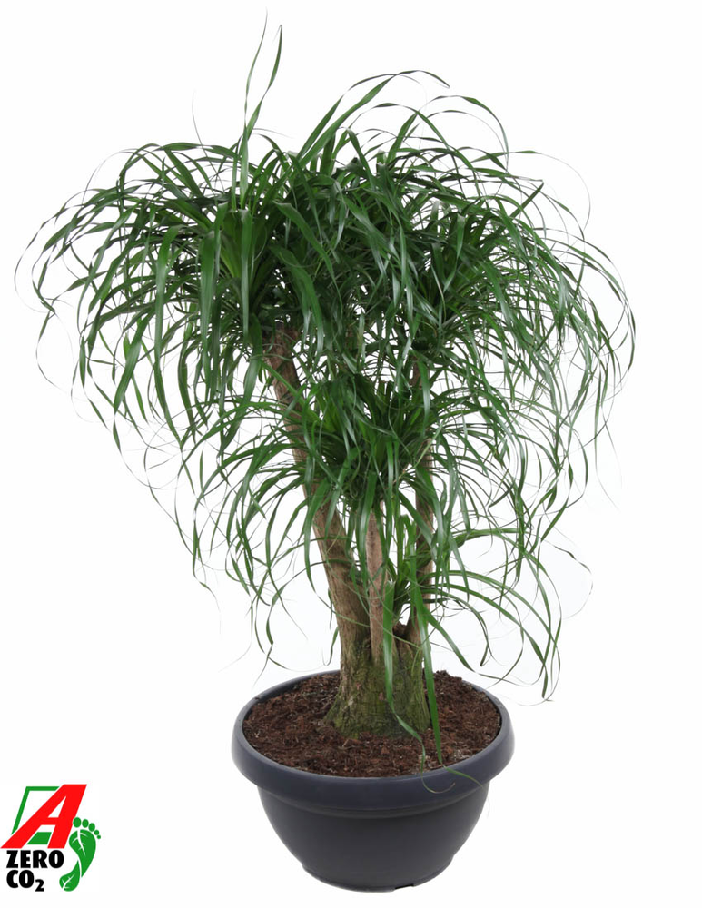 Beaucarnea vertakt P55 - 3ft.