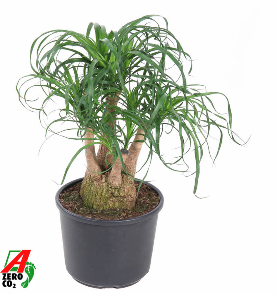 Beaucarnea vertakt P27 - 1ft.