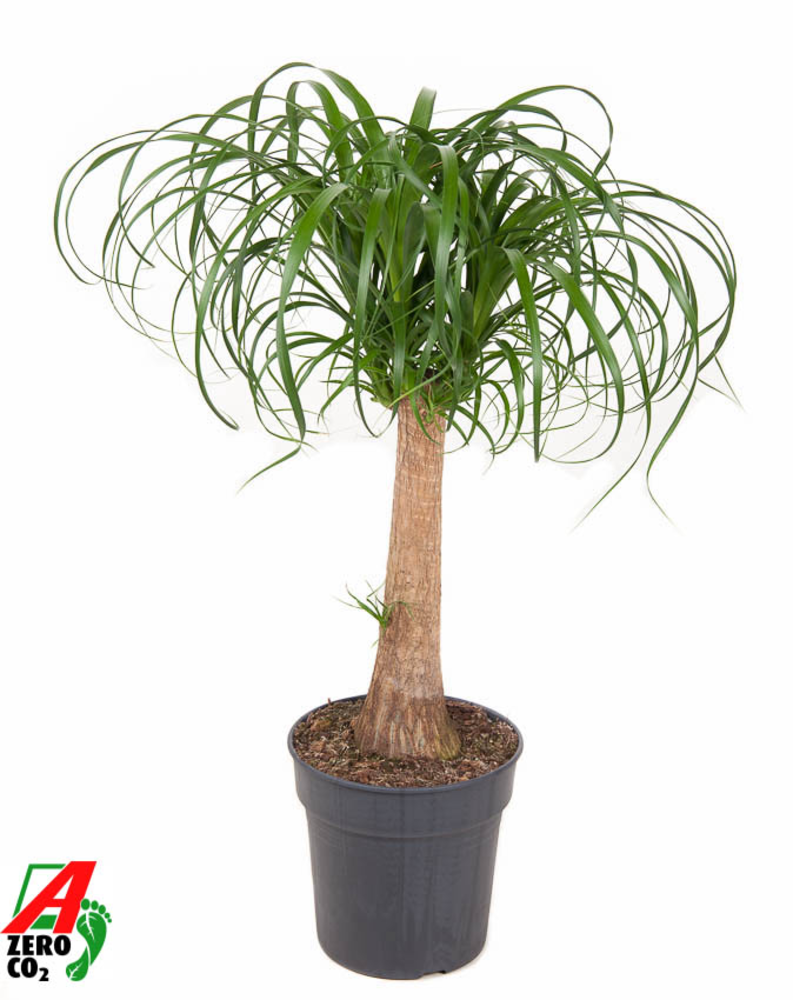 Beaucarnea stam P24 - 1,5ft.