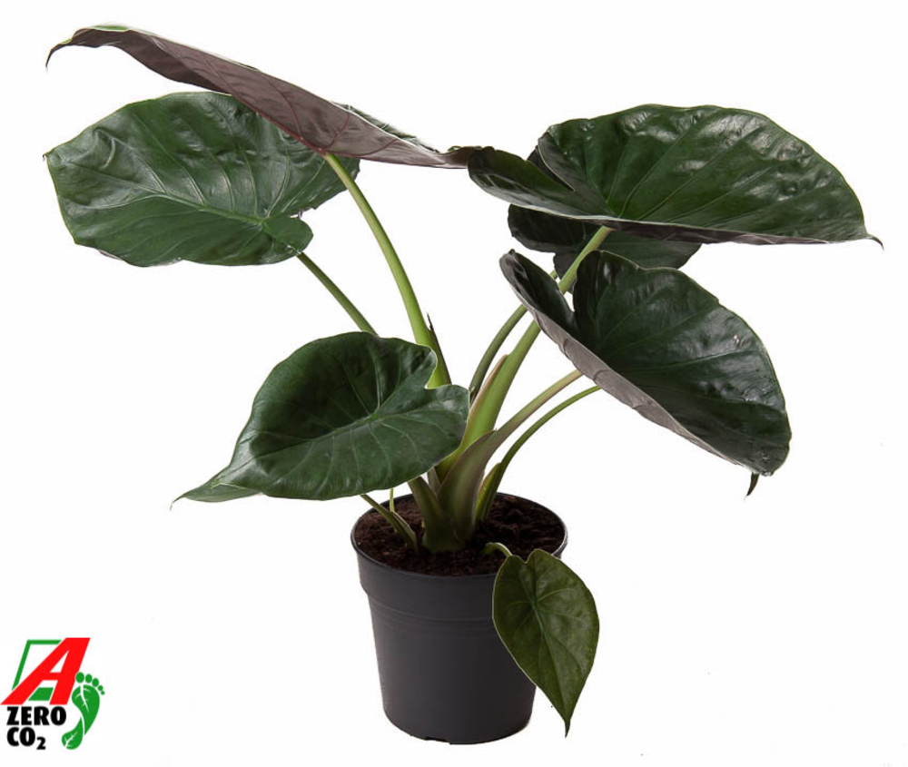 Alocasia Wentii (NO GAP).