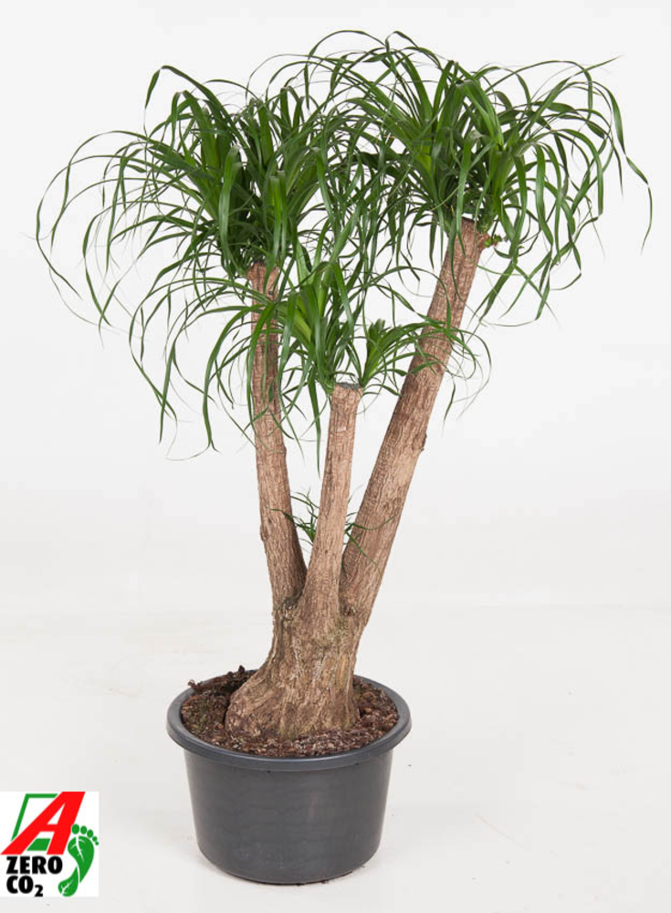 Beaucarnea vertakt P41 - 3ft.