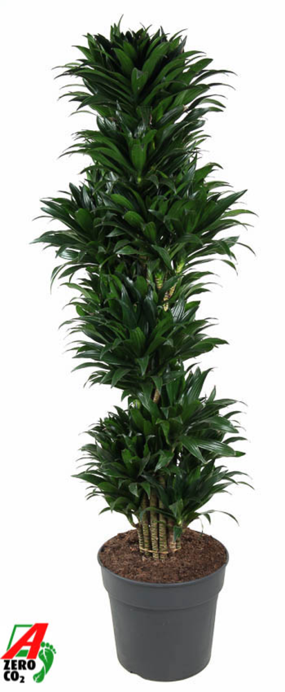 Dracaena Compacta vertakt P34.