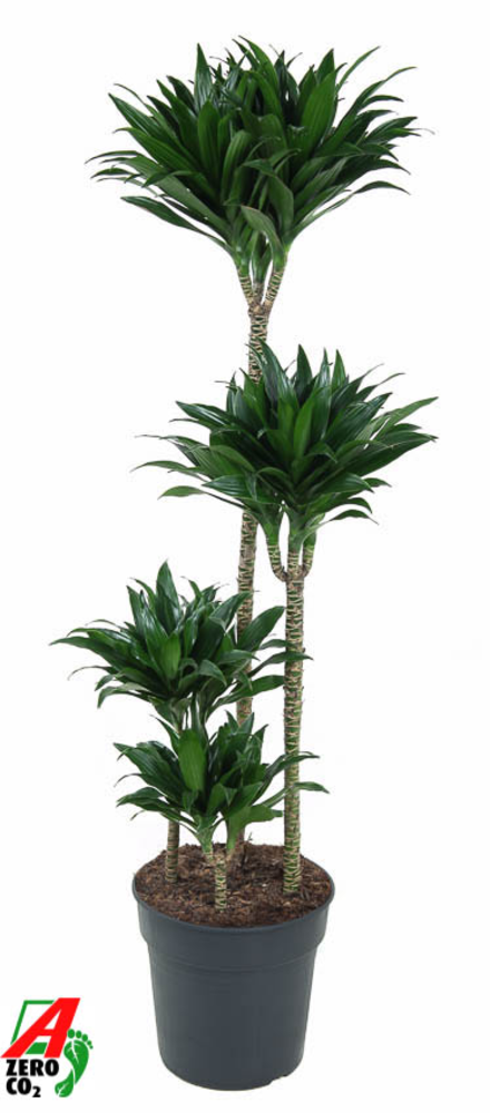 Dracaena Compacta 90-60-30-15.
