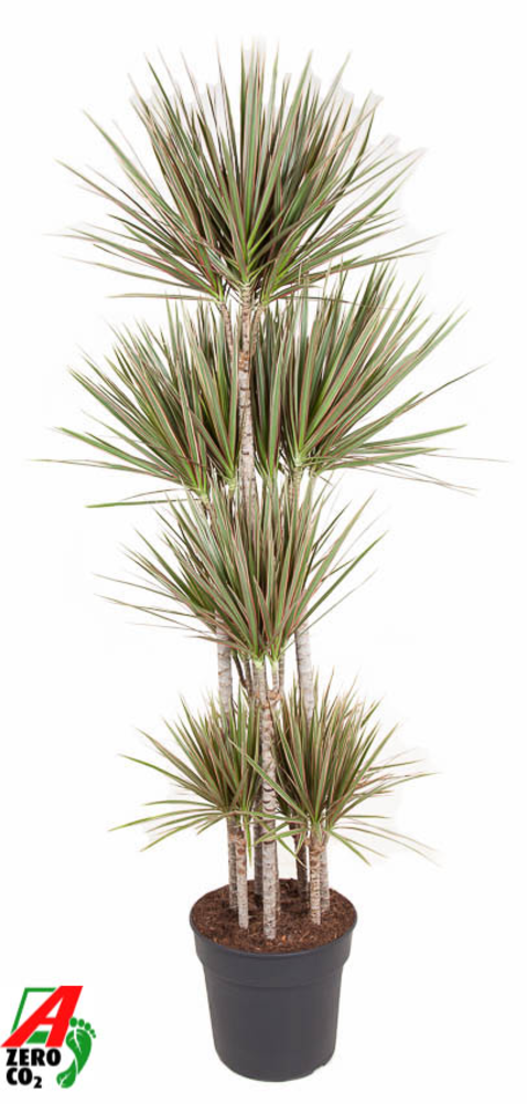 Dracaena Bicolor 120-carrousel.