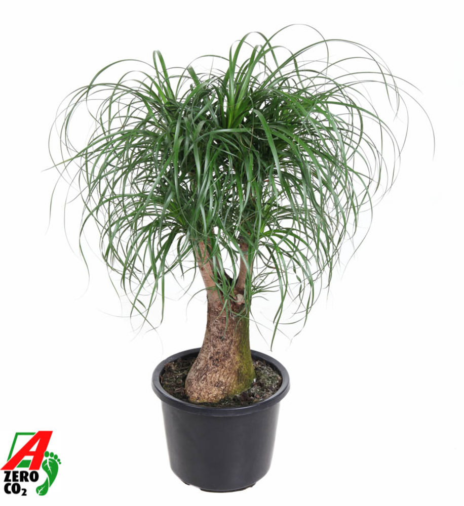 Beaucarnea vertakt P32 - 2ft.