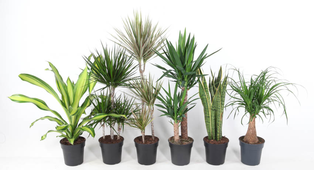 Mix pot 21 100cm.