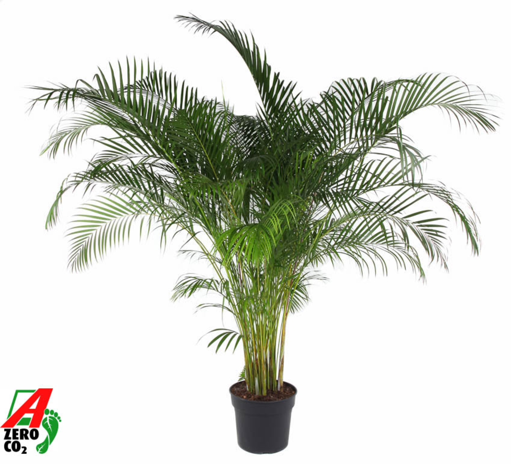 Dypsis Lutescens(Areca) P40.