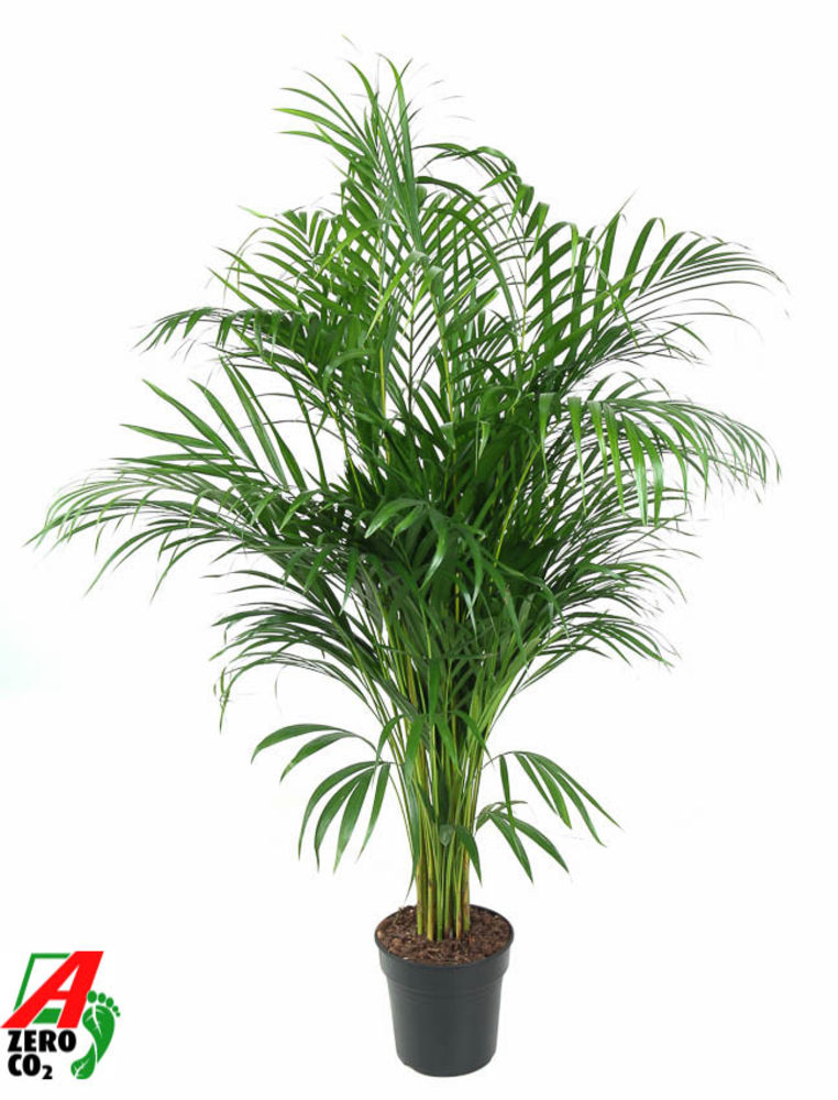 Dypsis Lutescens(Areca) P21-120.