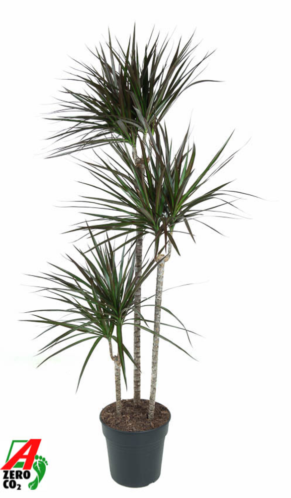 Dracaena Magenta 90-60-30.