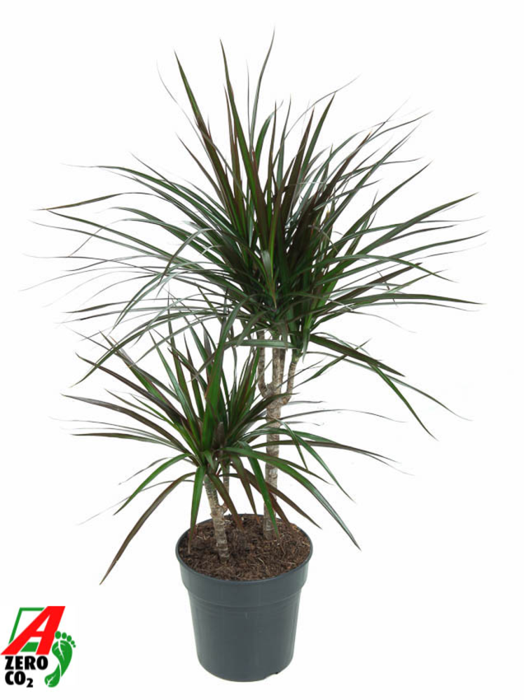 Dracaena Magenta 30-10.