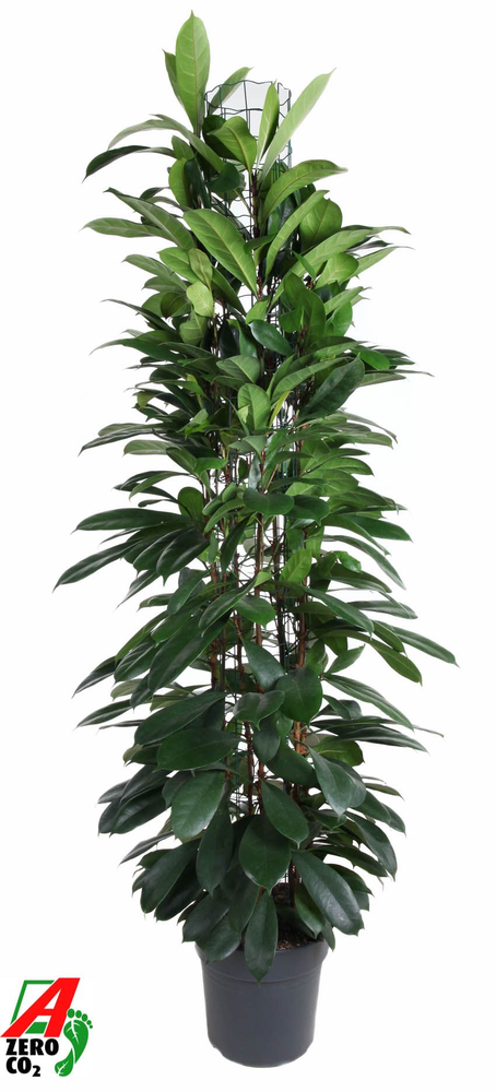 Ficus Cyatistipula zuil P31 (NO GAP).