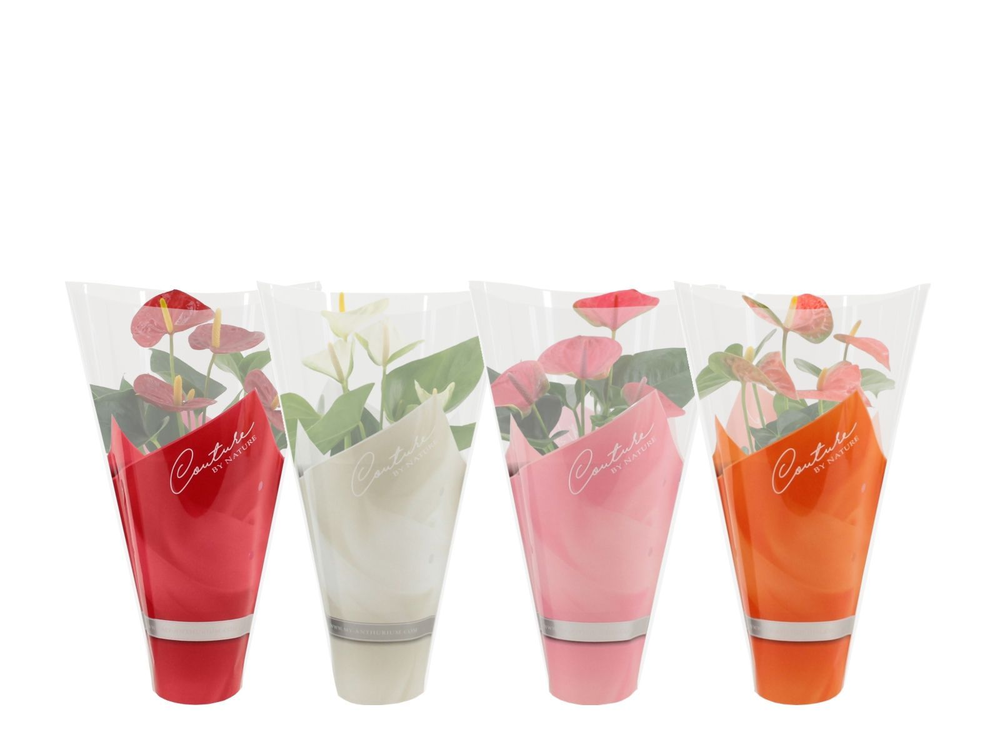 Anthurium 4 color mix in Couture sleeve.