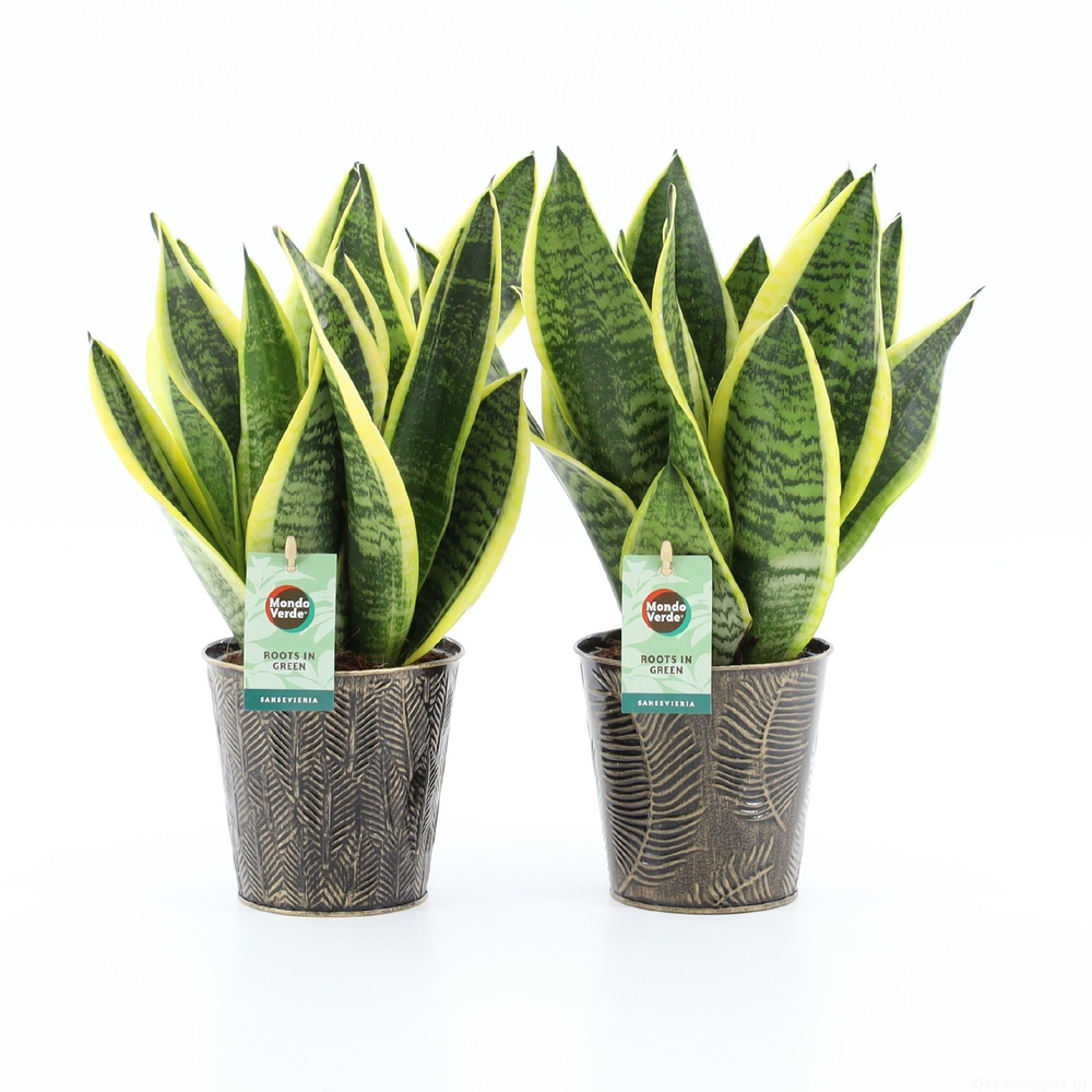Sansevieria 'Futura Superba' in Iron-Leaf.