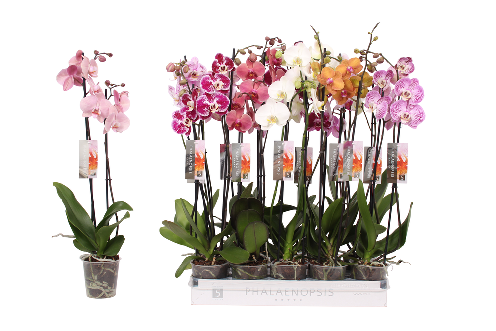 Phalaenopsis 6 color mix, 2-spike 14+.