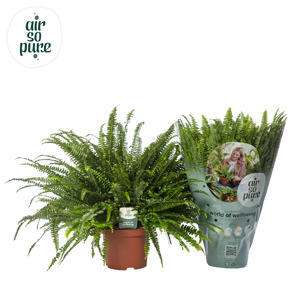 Nephrolepis Green Lady - Air So Pure.