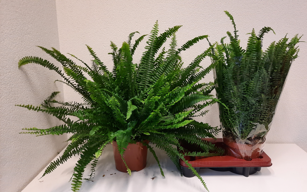 Nephrolepis Green Lady.