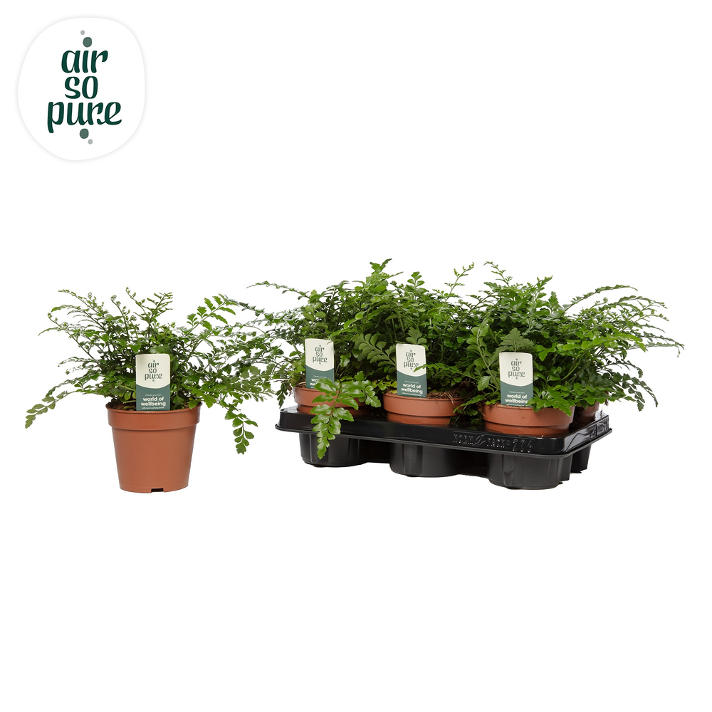 Asplenium parvati - Air So Pure.