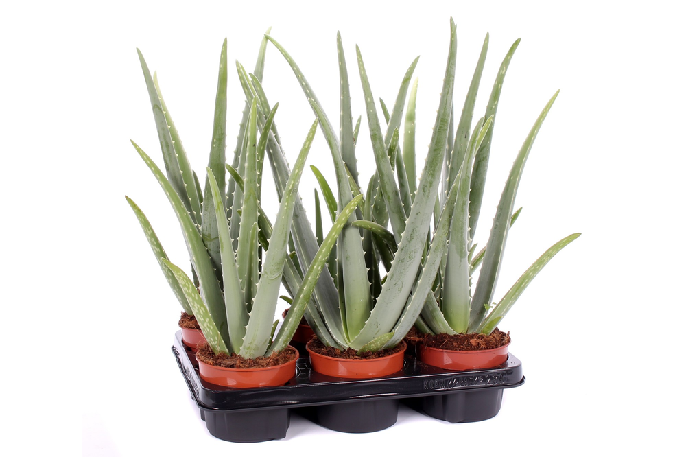 Aloe vera 12 cm.
