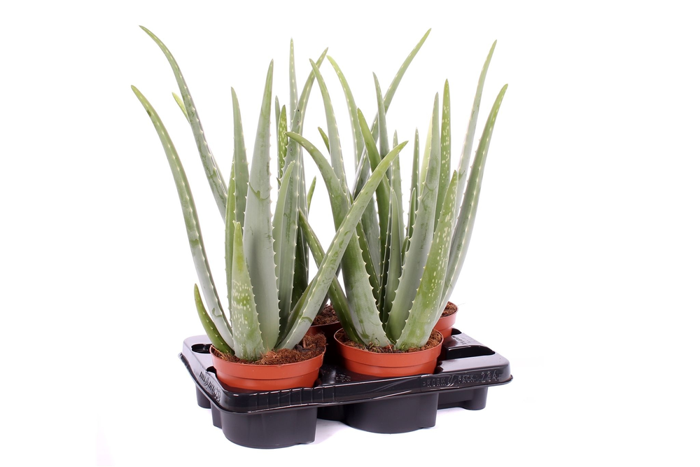 Aloe vera 15 cm.