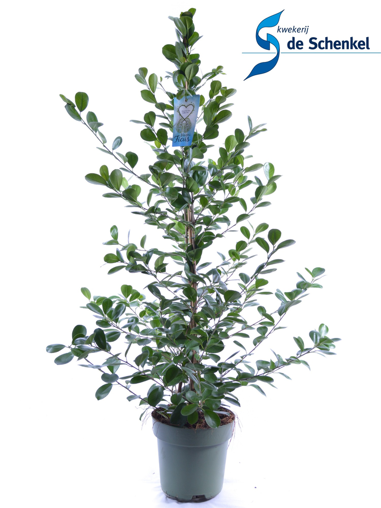 Ficus microcarpa Moclame.