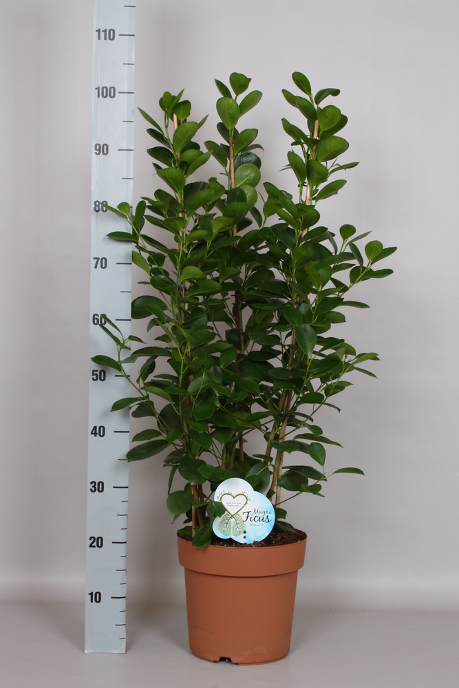 Ficus Moclamé Toef - Green4life.