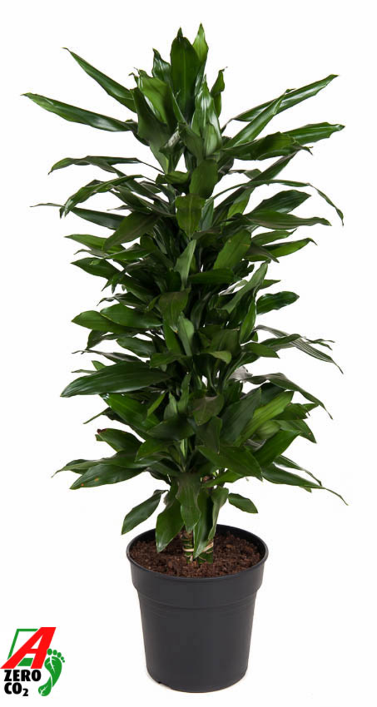 Dracaena Janet Lind vertakt P27.