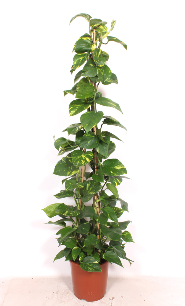 Epipremnum Aureum.