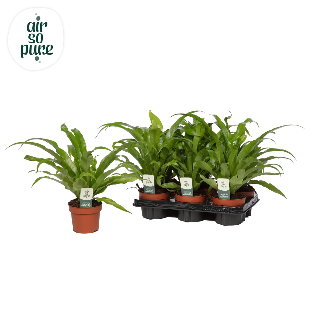 Asplenium antiquum - Air So Pure.