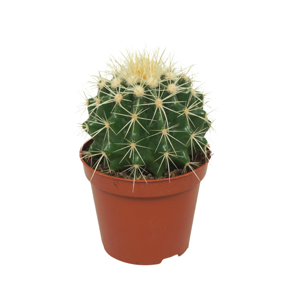 Echinocactus grusonii 8,5 cm.