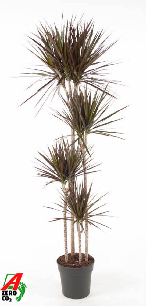 Dracaena Magenta 120-90-60-30.