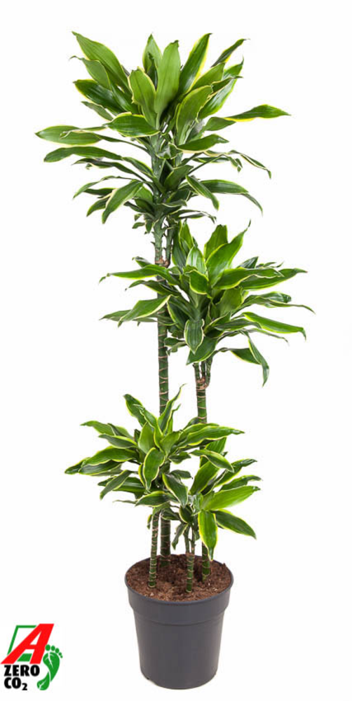 Dracaena Gold Coast 90-60-30-15.