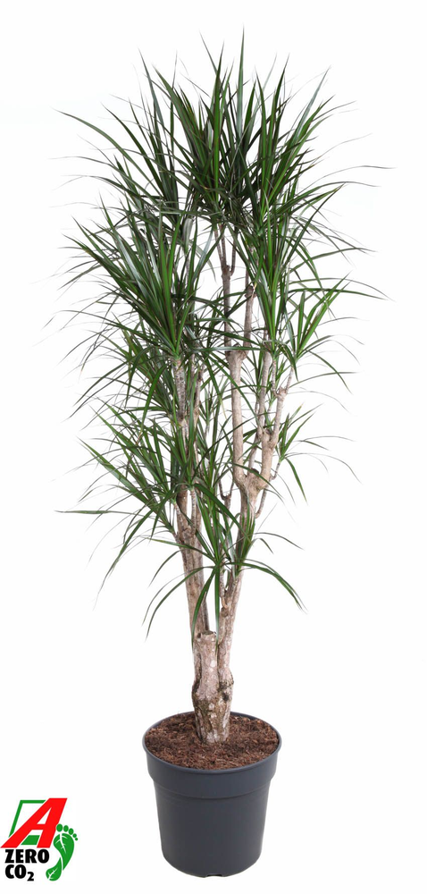 Dracaena Marginata vertakt P34-180.
