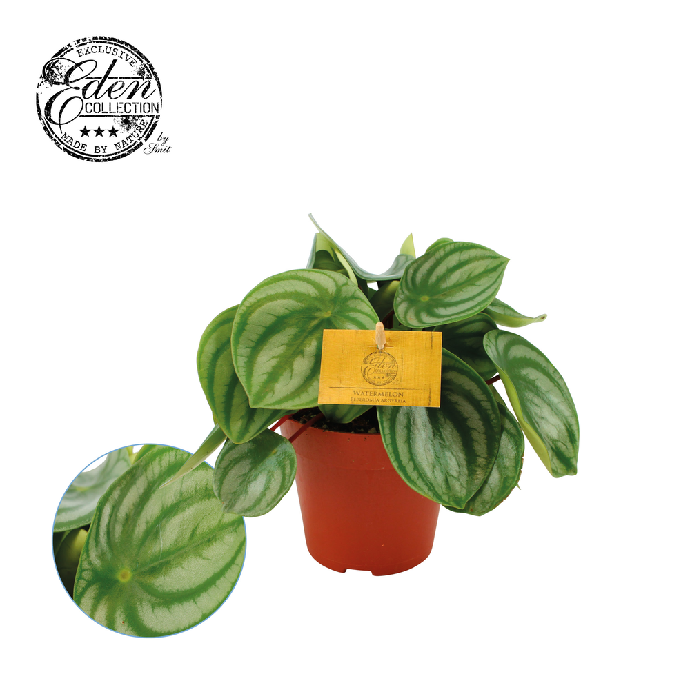Peperomia Argyreia 12cm.