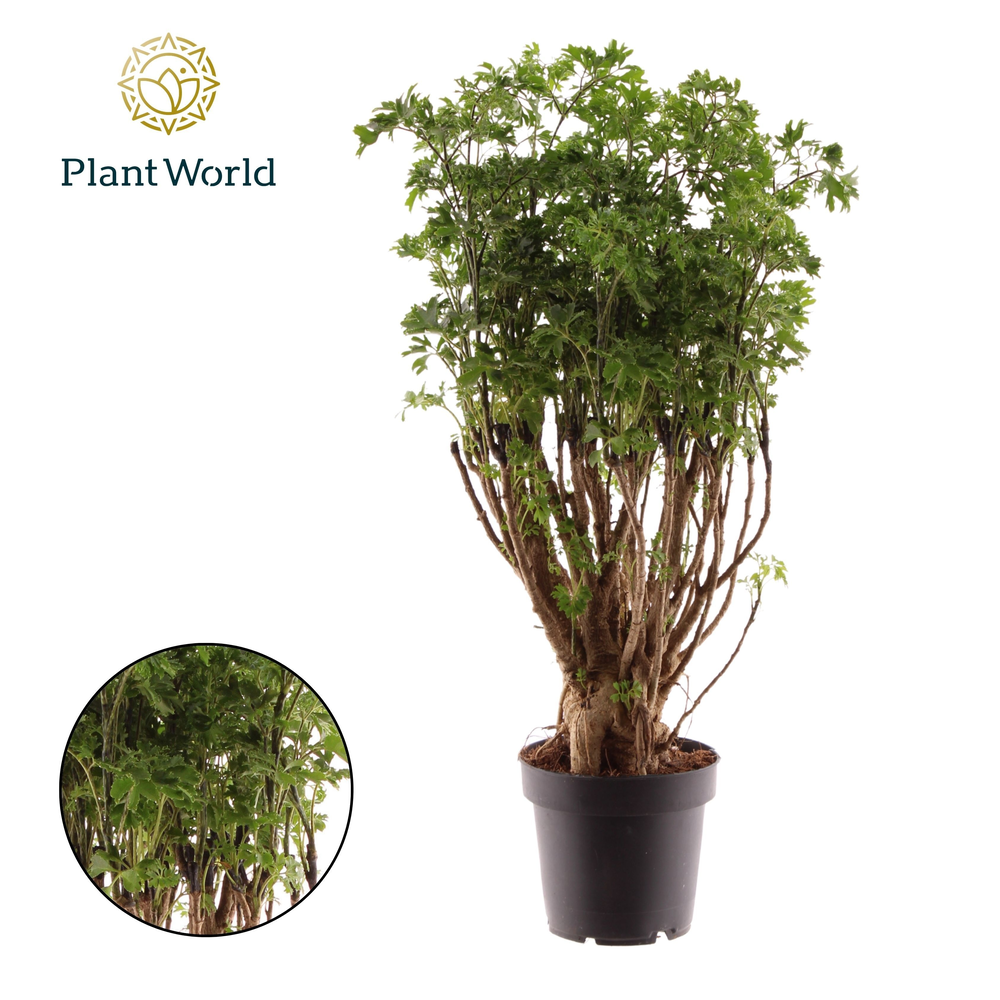 Polyscias Parsley Bonsai.