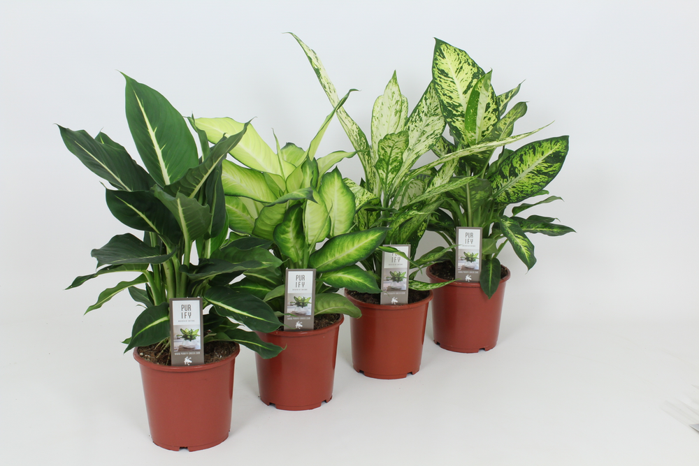 Purify Dieffenbachia Gemengd Luxe 17 cm.