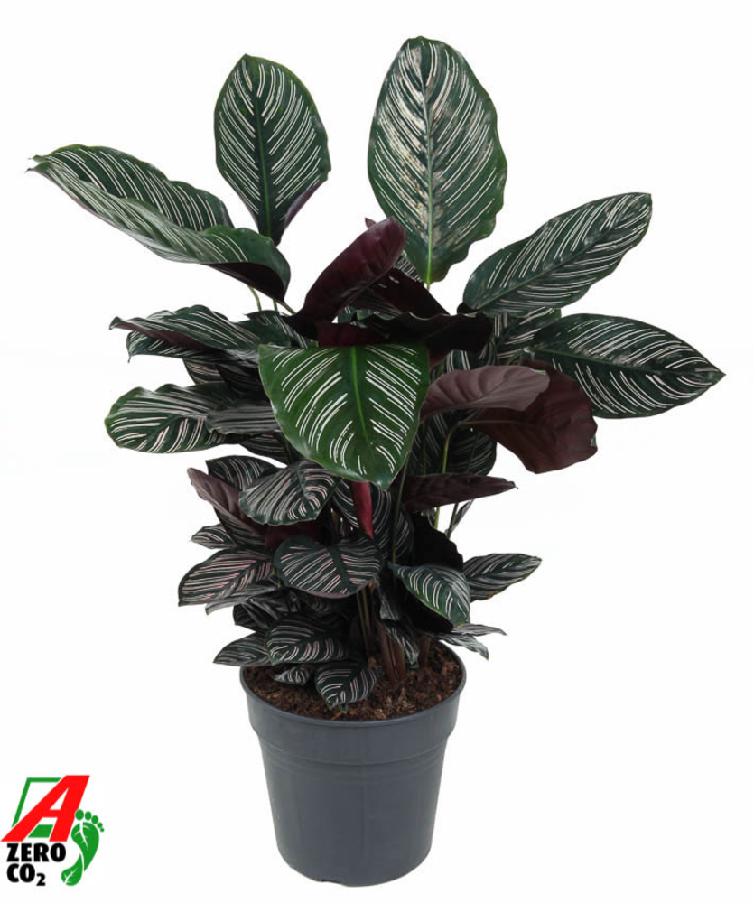 Calathea Ornata.