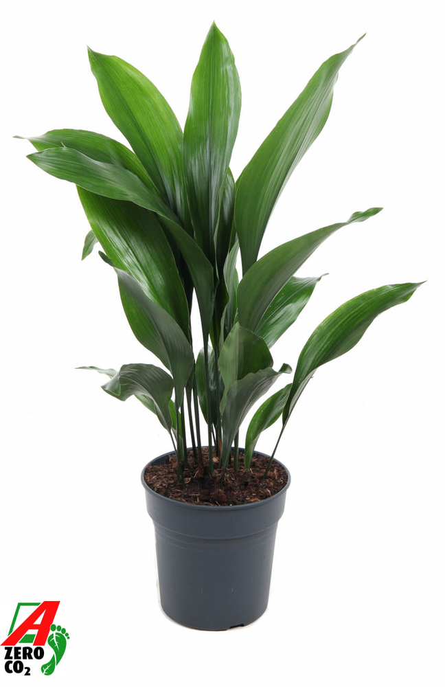 Aspidistra Elatior P24.