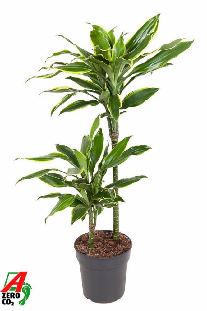 Dracaena Gold Coast 45-15.