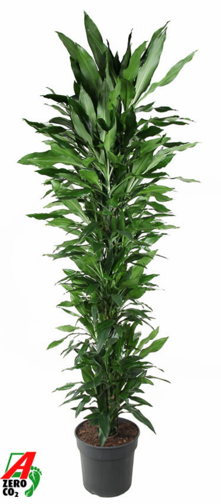Dracaena Janet Lind vertakt P40.