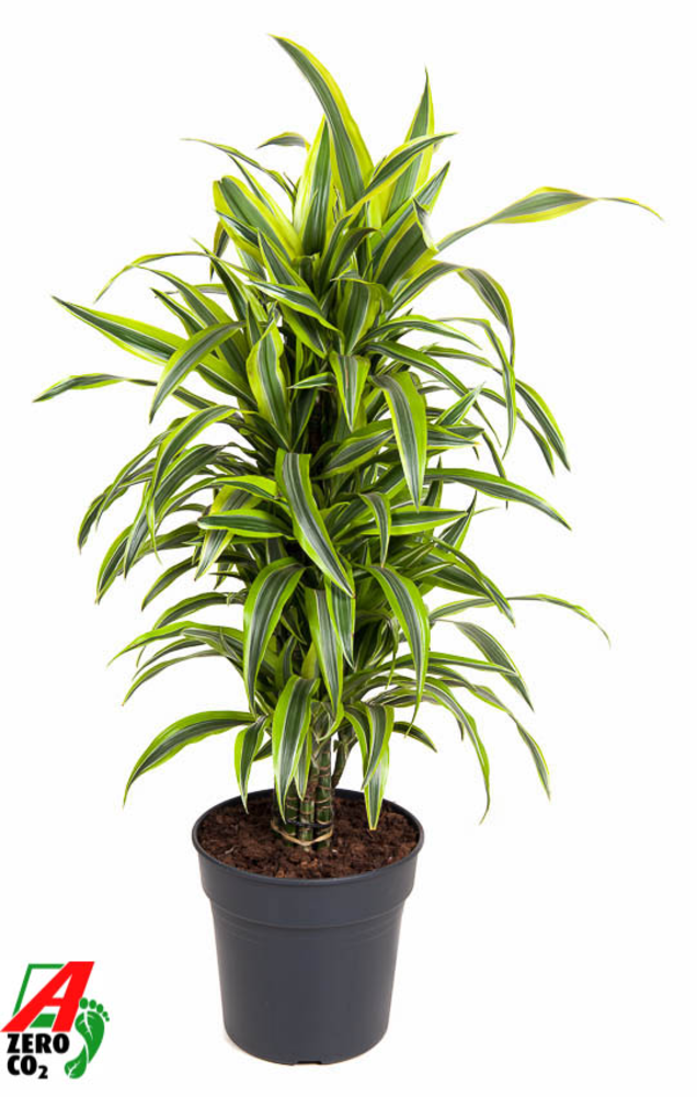 Dracaena Lemon Lime vertakt P27.