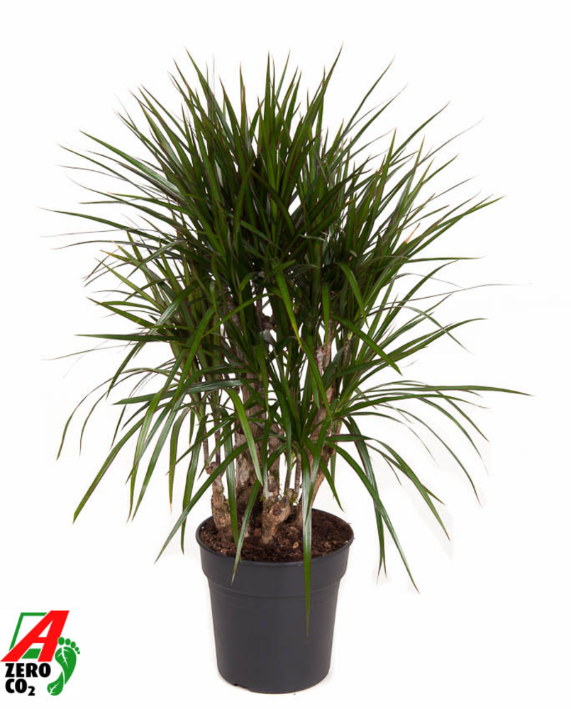 Dracaena Marginata vertakt P24.