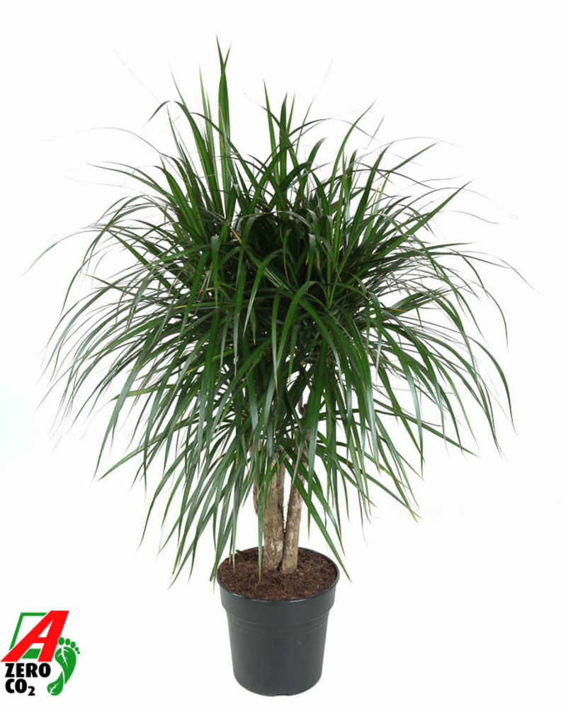 Dracaena Marginata vertakt P27.